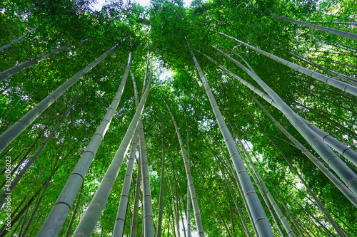 Bamboo forest at Arashiyama in Kyoto, Japan.