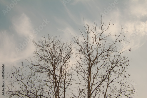 Tree and branches of the tree. Out line of dry tree branch against a blue autumn sky.