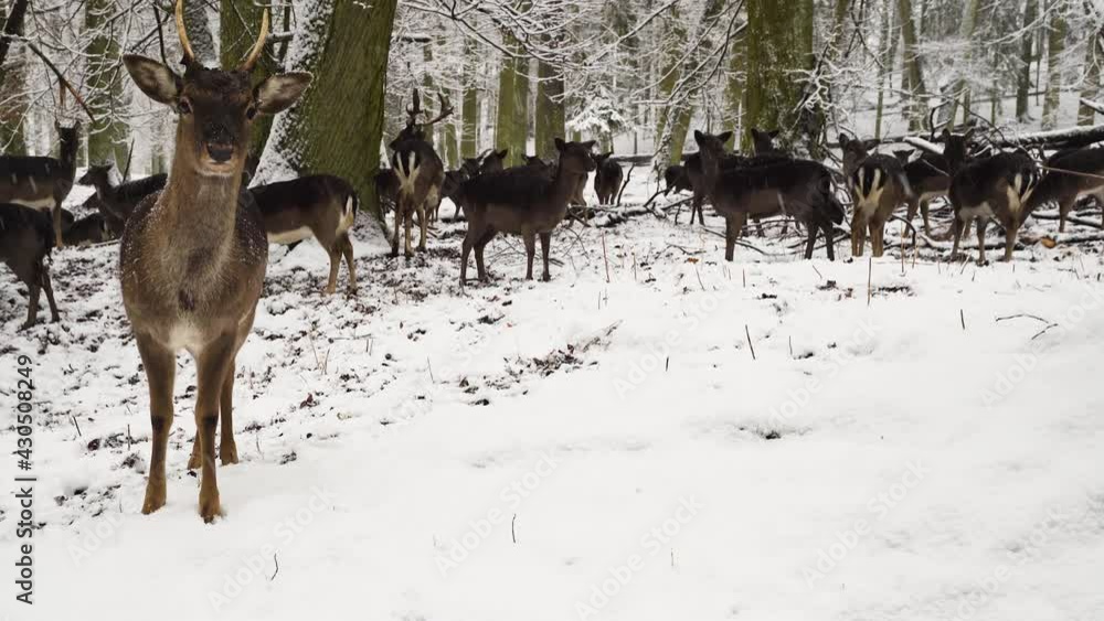 Fallow deer guarding the grazing herd,winter forest,snow,Czechia. Fallow deer guarding the grazing herd,winter forest,snow,Czechia.