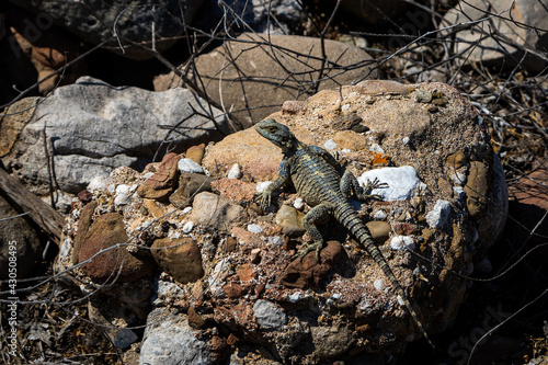 Dark stellion lizard, mountain agama sits on stones and looks into the distance photo