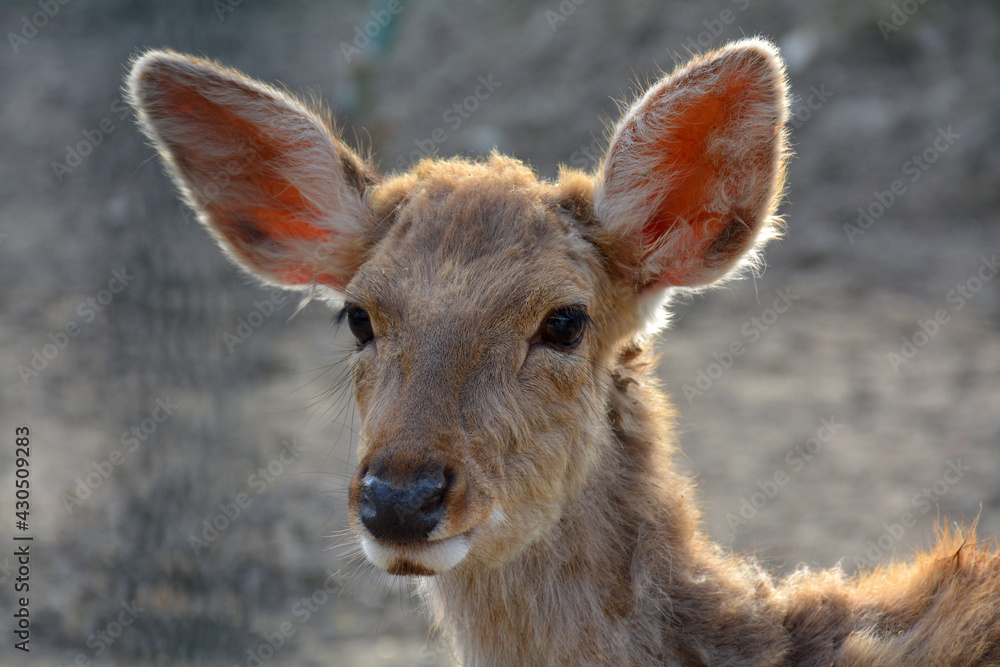 Portrait of a Sika deer (Cervus nippon) backlit.