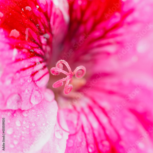 Water drop flowing down summer red flower. Natural background. Drop of water morning dew on pink petal of blooming flower, macro close up square