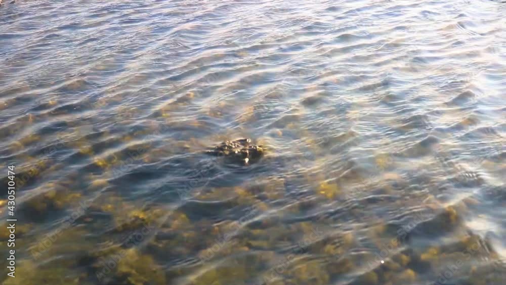 Wind creating ripple in the water, underwater coral shinning in the sunlight Wind creating ripple in the water, underwater coral shinning in the sunlight