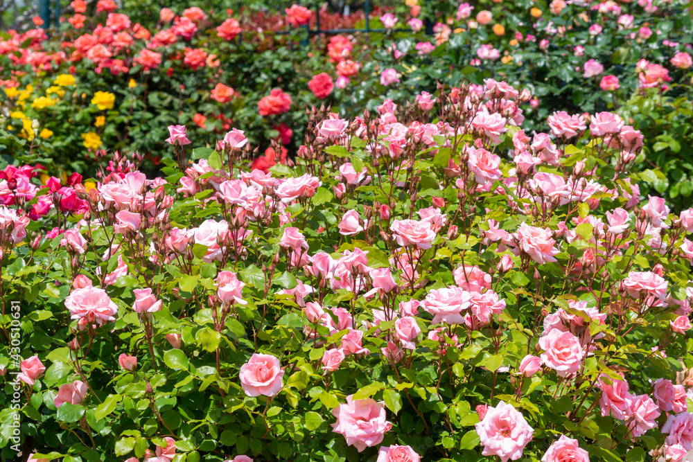 Fototapeta premium 色鮮やかなバラの花