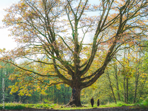 Giant tree in backyard forest, people for scale