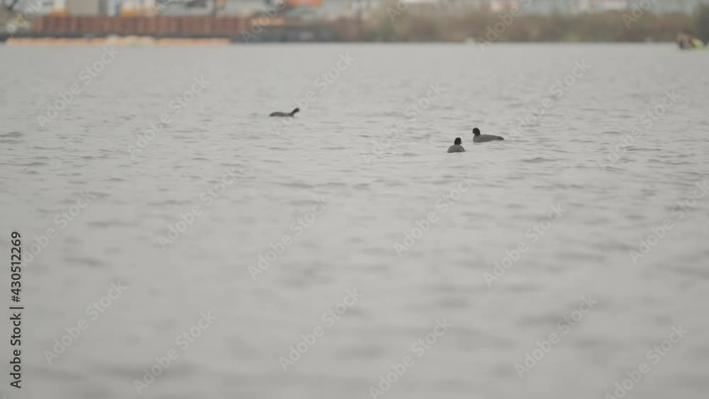 Black waterfowl that have swam from three directions intersect Black waterfowl that have swam from three directions intersect