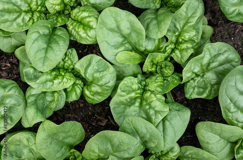 Quadro su tela Spinach plants almost ready to harvest, top view