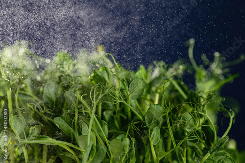 young sprouts of peas, microgreen, close-up on a blue background, watering from a spray bottle, frozen drops, place for text