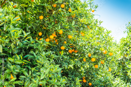 A lots of orange mandarins on the tree in the south Spain.