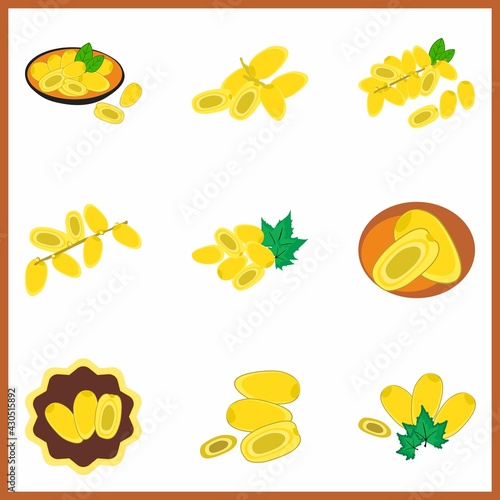set of Illustration Kurma young arab date fruits ramadan iftar vector compilation. young dates icon
