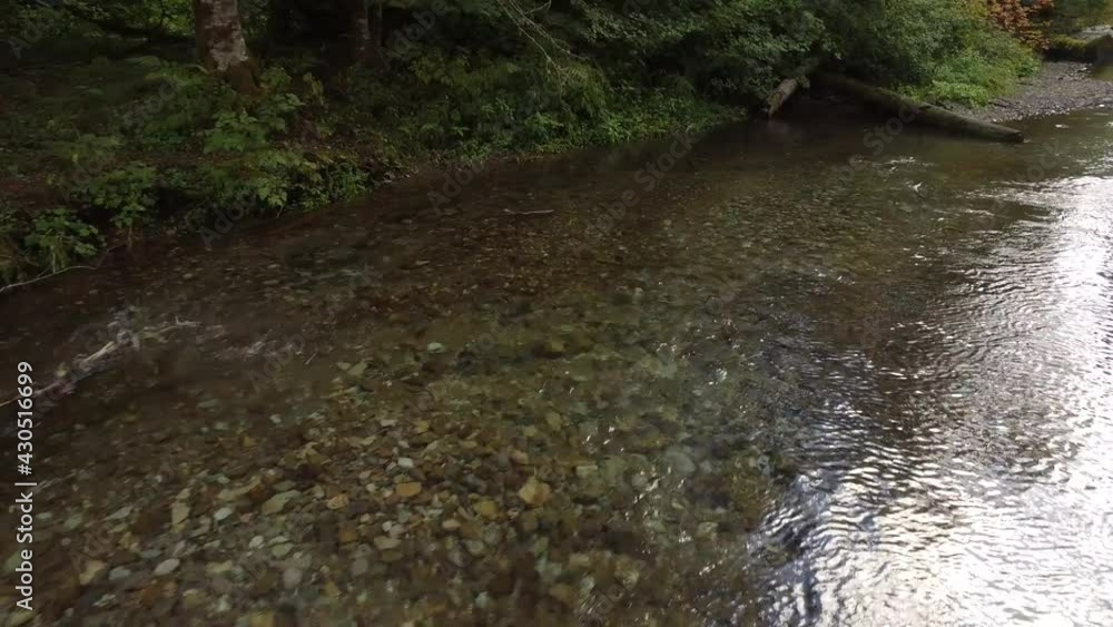 Chinook Salmon Spawning Stream Chinook Salmon Spawning Stream