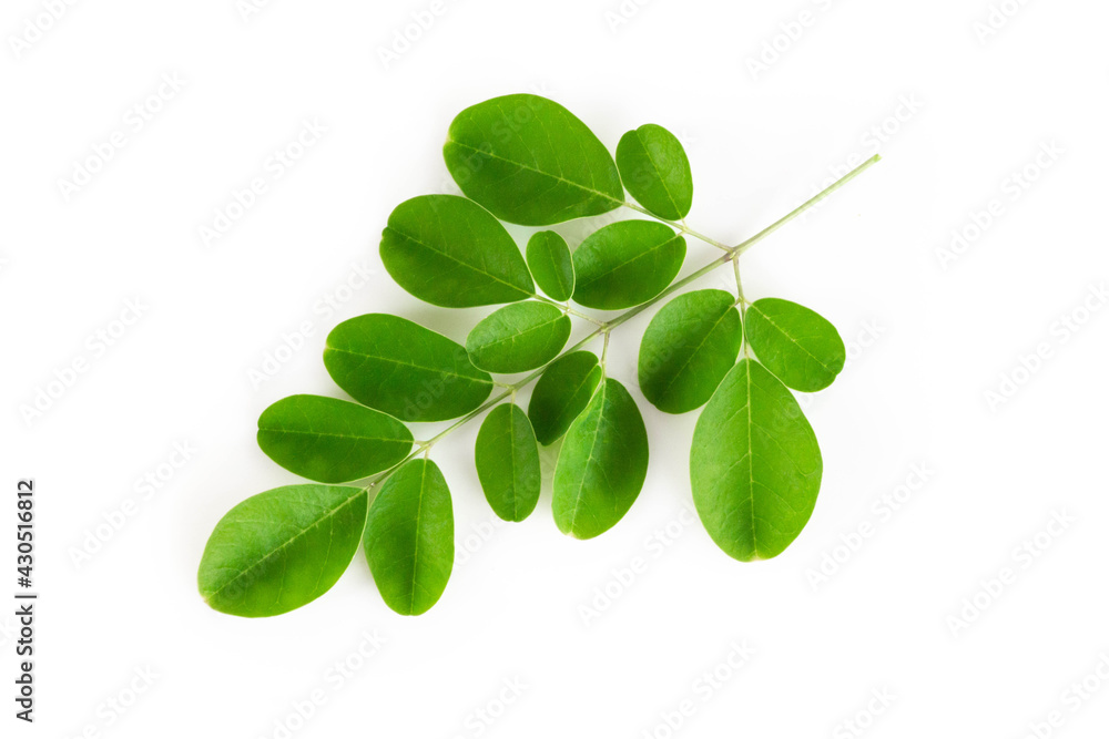 Closeup young moringa leaf branch isolated on white background, herb and medical concept Closeup young moringa leaf branch isolated on white background, herb and medical concept