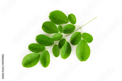 Closeup young moringa leaf branch isolated on white background, herb and medical concept