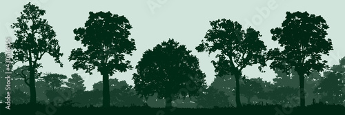 trees silhouettes photo
