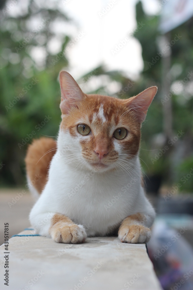 An orange male cat resting.