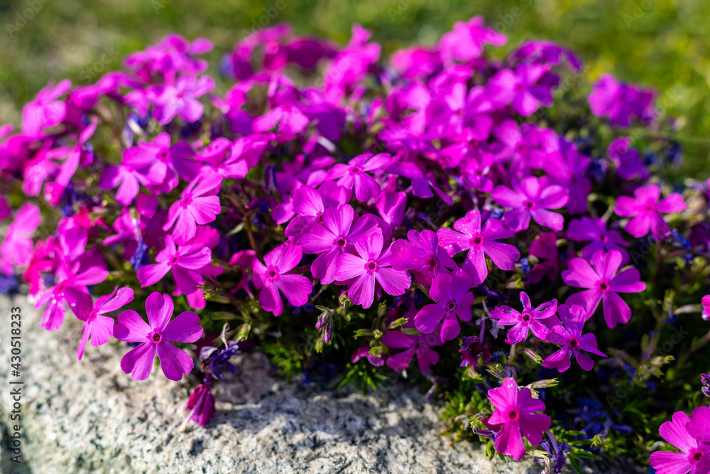 Fototapeta premium ピンクの花