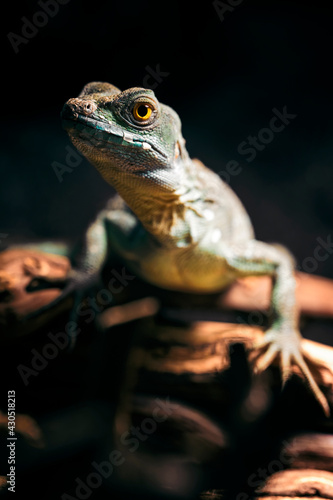 Basiliscus - basilisk lizard in detail.