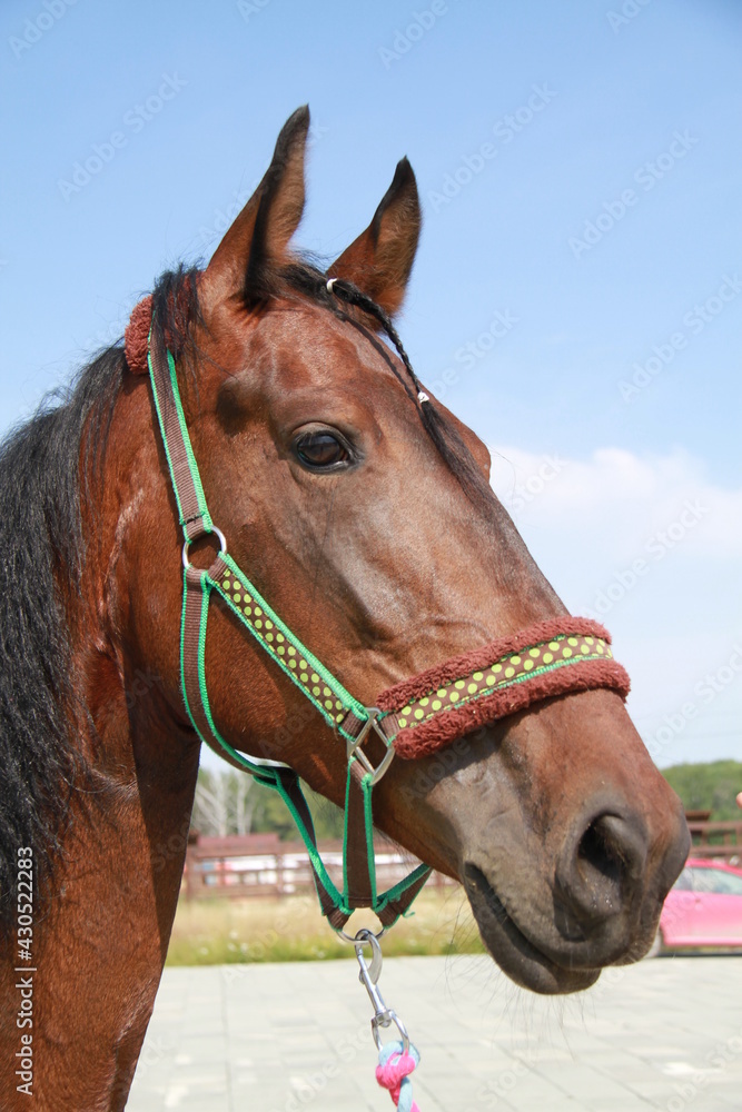 Obraz premium portrait of a horse