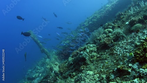 Wallpaper Mural School of fish at Liberty ship wreck. Underwater world of Tulamben, Bali, Indonesia. Torontodigital.ca