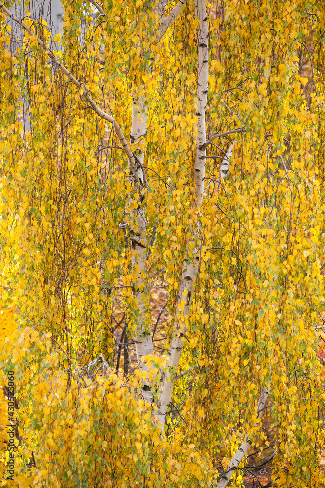 autumn in the forest autumn in the forest