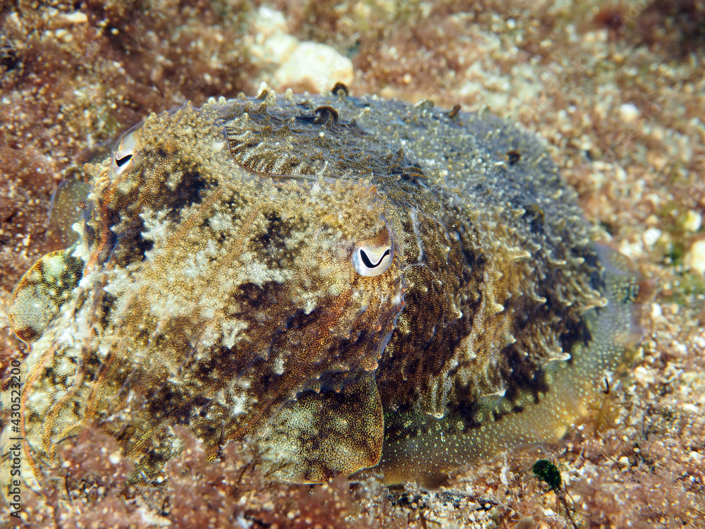 Fototapeta premium Scuba Diving Malta Gozo Comino