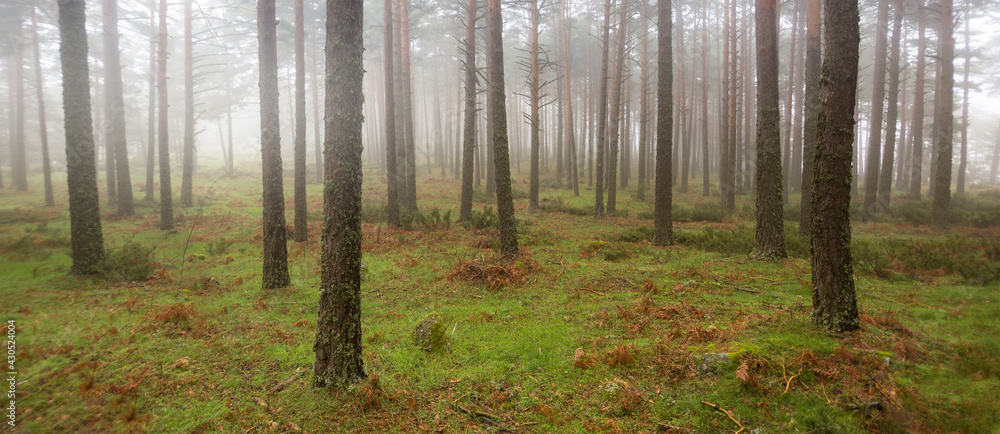 Silhouette of man walked in a pine forest Silhouette of man walked in a pine forest