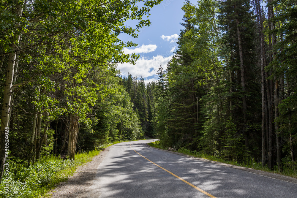 Fototapeta premium road in the forest. Banff town, Alberta, Canada