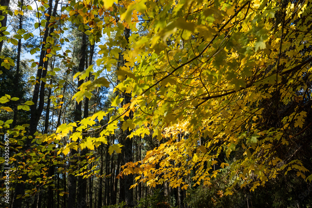 autumn leaves on tall trees in a forest