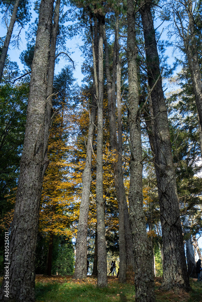 Fototapeta premium tall trees in a forest