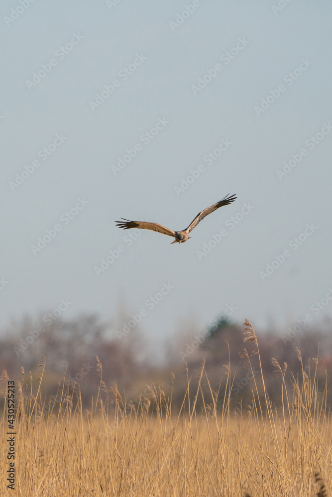 The marsh harrier flies above the reeds, looking for prey The marsh harrier flies above the reeds, looking for prey