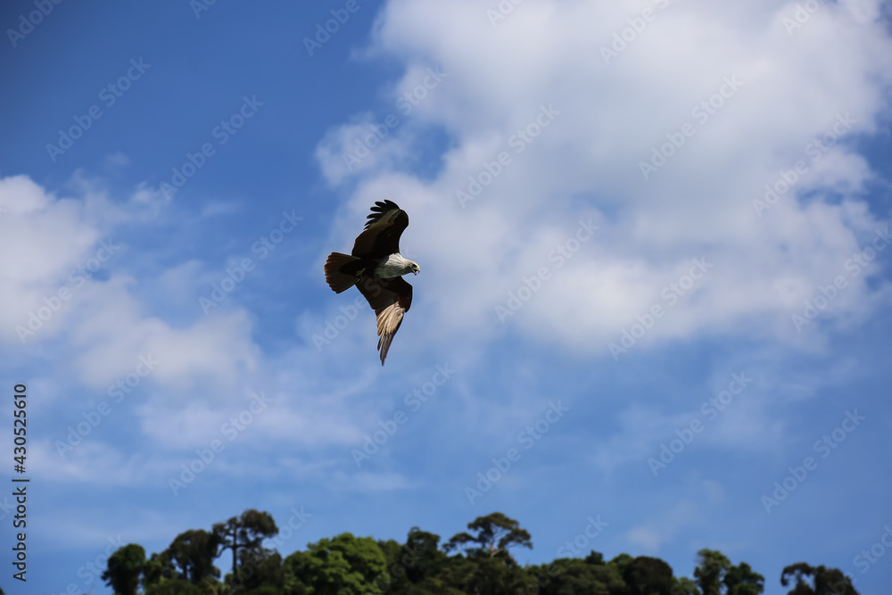 Eagle fly free in the hot sunny day. Eagle fly free in the hot sunny day.