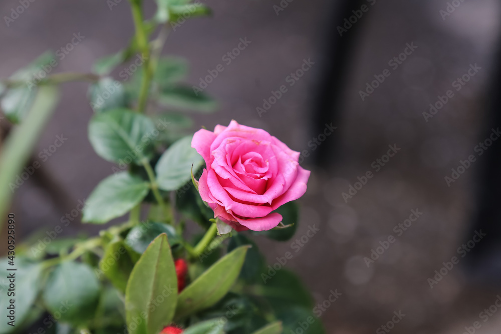 A beautiful pink rose flower with blurry background. Selective focus.