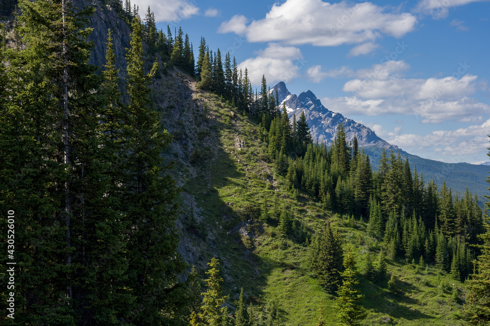 Canadian rocky mountains. Nature forests background. Cloudy sky. summer time, mountain hill with pine tree Canadian rocky mountains. Nature forests background. Cloudy sky. summer time, mountain hill with pine tree