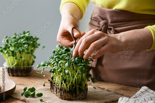 Woman cutting fresh micro green on table
