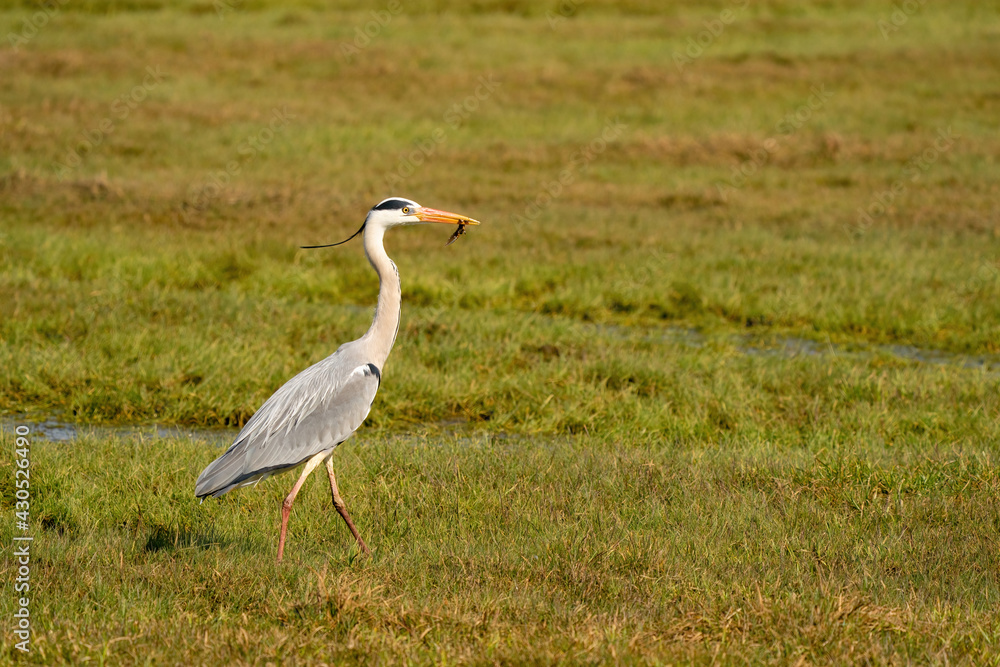 Great gray heron fishes a large insect from a ditch and quickly runs away with it across the grass. Wildlife in its natural habitat Great gray heron fishes a large insect from a ditch and quickly runs away with it across the grass. Wildlife in its natural habitat