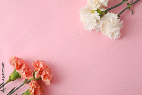 Fototapeta Naklejka Na Ścianę i Meble -  Fresh carnation flowers on color background