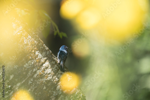 The Nilgiri flycatcher (Eumyias albicaudatus) is an Old World flycatcher with a very restricted range in the hills of southern India. It was formerly referred to as the Nilgiri verditer flycatcher. photo