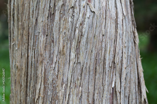 Bark of a Callitropsis nootkatensis 'Pendula'. Common name Nootka Cypress. photo