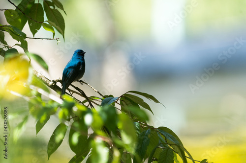 The Nilgiri flycatcher (Eumyias albicaudatus) is an Old World flycatcher with a very restricted range in the hills of southern India. It was formerly referred to as the Nilgiri verditer flycatcher. photo