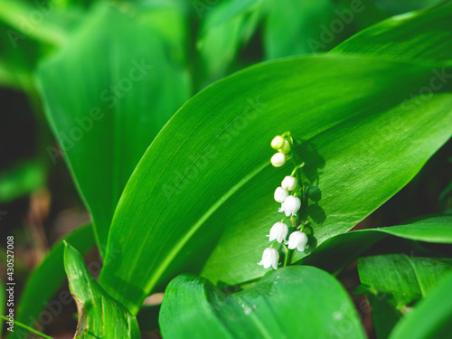 The spring background as a cute May lily flower. Selective focus.