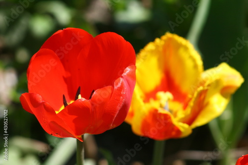 red and yellow tulips