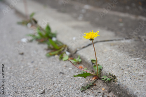 Dandelion flower growing between asphalt and curbs. Nature against man, surviving, symbol of struggle for life