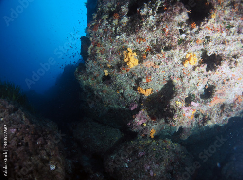 Fototapeta Naklejka Na Ścianę i Meble -  Scuba Diving Malta Gozo Comino