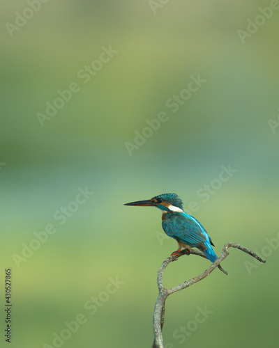 Kingfishers or Alcedinidae are a family of small to medium-sized, brightly colored birds in the order Coraciiformes. They have a cosmopolitan distribution, © Dhanish