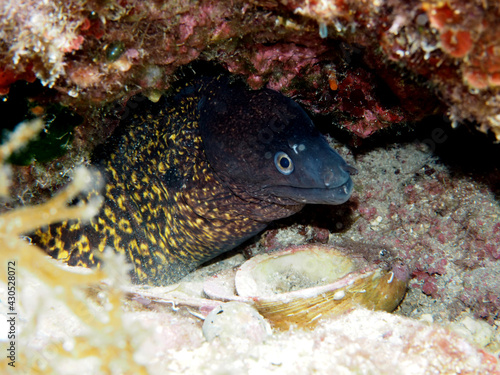 Scuba Diving Malta Gozo Comino © David