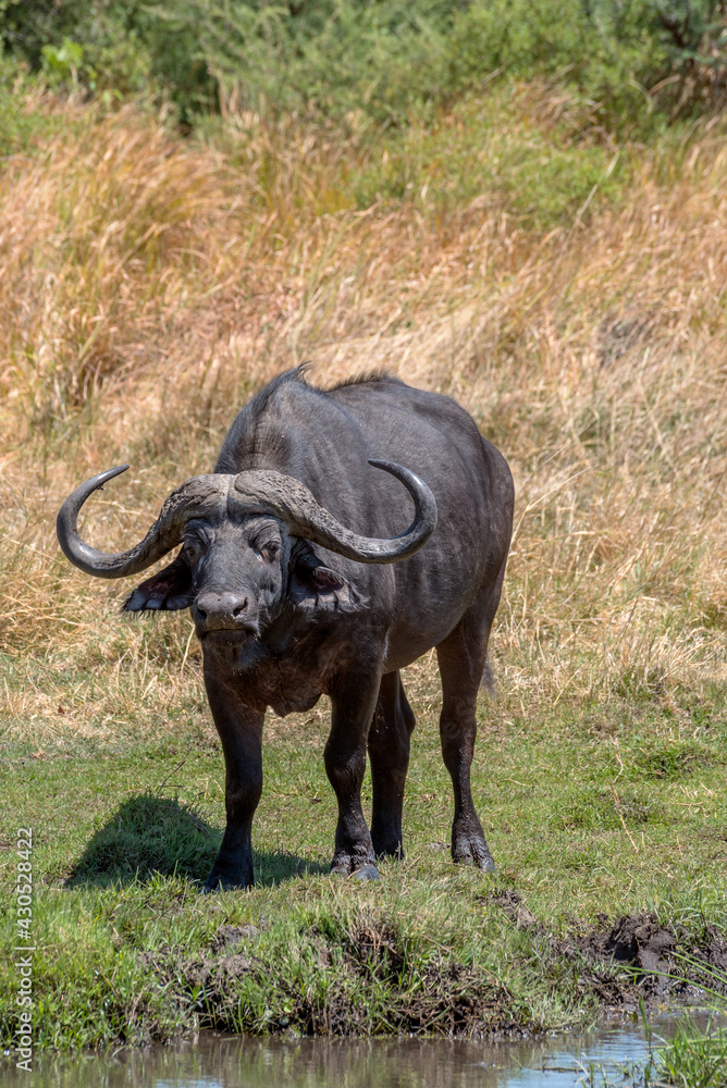 African buffalo, Syncerus caffer, in the dry grass of the Okavango Delta, Botswana