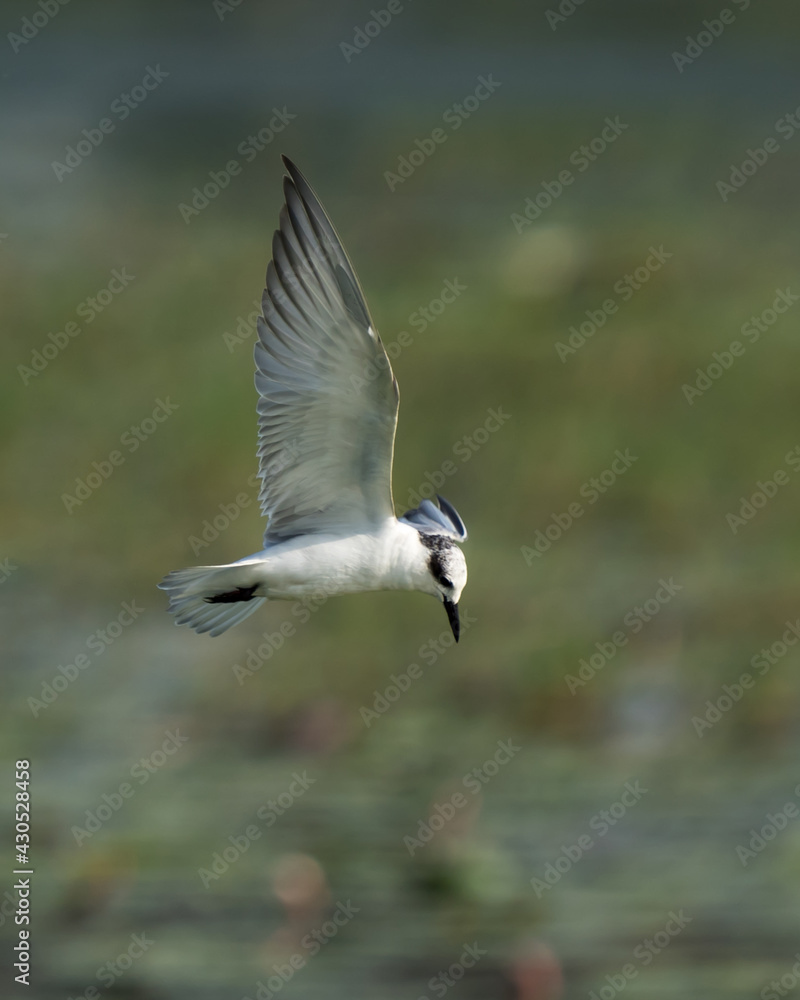 Sea Gull in Flying Mode Green Background