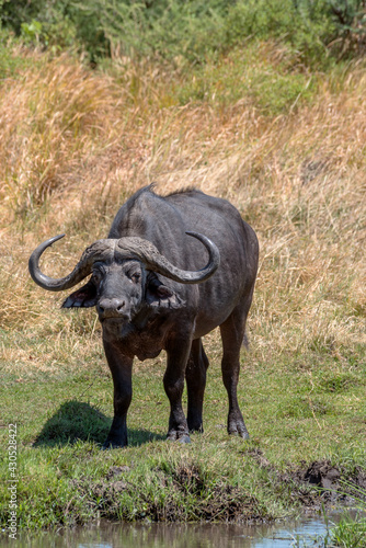 African buffalo, Syncerus caffer, in the dry grass of the Okavango Delta, Botswana © lesniewski