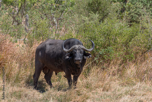 African buffalo  Syncerus caffer  in the dry grass of the Okavango Delta  Botswana