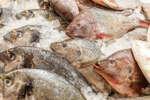 Fresh raw whole fish different chilled on ice, at the fish market. Red snapper, tilapia,